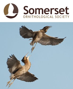 Somerset Ornithological Society